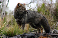 adult black_nose cloudy color darwin's_fox day eyes_closed forest full_body gray_fur image lycalopex mouth_closed outdoors photo single standing wild // 2048x1365 // 897KB