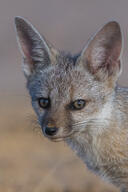 adult bengal_fox black_nose color day desert eyes_open facing_towards image mouth_closed outdoors photo single standing summer_coat tan_fur vulpes wild // 2048x3072 // 1.3MB