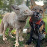 adult black_nose color day eyes_closed eyes_open facing_side facing_towards full_body grooming image mouth_closed mouth_open multiple muzzle_mark no_muzzle_mark orange_eyes outdoors pet photo red_fox red_fur sitting sunny teeth tongue urban vulpes white_fur // 1080x1080 // 167KB