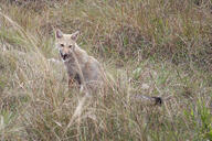 adult black_nose black_tail_tip cloudy day eyes_open facing_towards full_body grass gray_fur head_tilted lycalopex mouth_open orange_eyes pampas_fox red_fur single sitting staring summer_coat teeth wild // 2760x1840 // 5.1MB