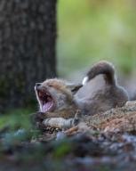 black_nose color day eyes_closed facing_side forest full_body image mouth_open muzzle_mark on_stomach photo red_fox red_fur single stretching summer_coat sunny tail_raised teeth tongue vulpes white_fur white_tail_tip wild yawning young // 1080x1349 // 213KB