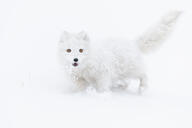 adult arctic_fox black_nose day eyes_open facing_towards full_body image mouth_open orange_eyes outdoors playing single snow standing sunny tail_raised vulpes white_fur white_tail_tip wild winter_coat // 2048x1365 // 522KB