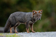 adult black_nose cloudy color darwin's_fox day eyes_open facing_side full_body grass gray_fur image lycalopex mouth_closed orange_eyes photo single standing urban wild // 4095x2730 // 2.3MB