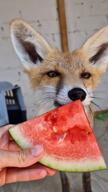 adult black_nose close_up day eating Ellie eyes_open facing_side facing_towards full_body funny indoors large_muzzle_mark mouth_open orange_eyes red_fox red_fur single sitting standing sunny teeth tongue video vulpes watermelon white_fur white_tail_tip wild // 720x1280, 32.8s // 14MB