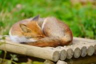 adult curled day eyes_closed image photo red_fox single vulpes // 4096x2732 // 1.4MB