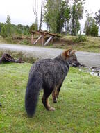 adult black_nose cloudy color darwin's_fox day eyes_open facing_away full_body grass gray_fur image lycalopex mouth_closed orange_eyes photo single standing wild // 1200x1600 // 582KB