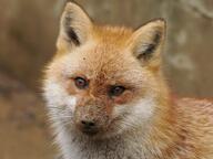 adult black_nose captivity day eyes_open facing_towards image mouth_closed no_muzzle_mark orange_eyes partial_body portrait red_fox red_fur single vulpes white_fur white_tail_tip zoo // 3004x2253 // 1.1MB