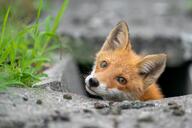 black_nose day eyes_open facing_towards head_tilted image mouth_closed orange_eyes outdoors partial_body portrait red_fox red_fur single urban vulpes white_fur white_tail_tip wild young // 4096x2730 // 807KB