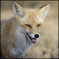 adult black_nose day eyes_open facing_side facing_towards image mouth_open no_muzzle_mark orange_eyes partial_body portrait red_fox red_fur single staring summer_coat sunny teeth vulpes white_fur wild // 1500x1500 // 439KB