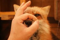 adult bandaid black_nose close_up eyes_open facing_towards funny highly_boopable image indoors mouth_closed orange_eyes partial_body pet portrait red_fox red_fur single sitting vulpes white_fur winter_coat // 3936x2624 // 2.0MB