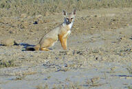 adult bengal_fox black_nose black_tail_tip color day desert eyes_open facing_towards image mouth_closed outdoors photo single sitting summer_coat tan_fur vulpes wild // 1008x675 // 209KB