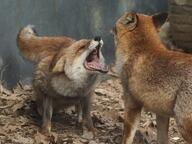 adult black_nose captivity cloudy curled day eyes_closed facing_away facing_towards full_body mouth_open multiple no_muzzle_mark orange_eyes red_fox red_fur screaming standing teeth tongue vulpes white_fur white_tail_tip winter_coat zoo // 2577x1932 // 758KB