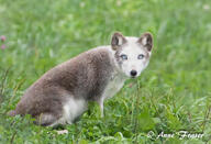 adult arctic_fox black_nose blue_eyes brown_fur captivity day eyes_open facing_towards full_body grass image outdoors single sitting summer_coat vulpes white_fur zoo // 3650x2491 // 808KB