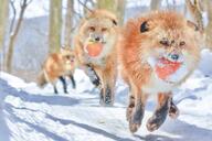 adult black_nose captivity color day eating eyes_open facing_towards forest full_body holding_something image mouth_open multiple no_muzzle_mark orange_eyes outdoors photo red_fox red_fur running snow sunny vulpes winter_coat zoo // 3280x2187 // 647KB