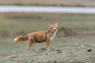 adult black_nose cloudy color day eyes_open facing_towards full_body grass gray_fur image mouth_closed orange_eyes photo single standing staring tan_fur tibetan_fox vulpes wet_fur white_fur white_tail_tip wild winter_coat // 2371x1584 // 2.1MB