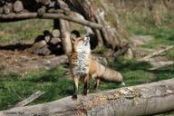 adult black_nose captivity color day eyes_open facing_up full_body grass image large_muzzle_mark mouth_open orange_eyes photo red_fox red_fur single standing sunny vulpes white_fur white_tail_tip zoo // 5184x3456 // 4.0MB