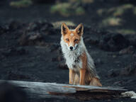 adult black_nose day eyes_open facing_towards full_body image mountains mouth_closed mysthical no_muzzle_mark orange_eyes red_fox red_fur single sitting sunny vulpes white_fur white_tail_tip wild winter_coat // 2500x1875 // 474KB