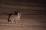 adult bengal_fox black_nose black_tail_tip color desert eyes_open facing_towards image laser_eyes mouth_closed night photo single standing summer_coat tan_fur vulpes wild // 2047x1365 // 1.0MB