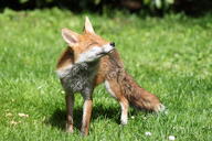 adult black_nose day eyes_closed facing_side facing_towards full_body grass image mouth_closed muzzle_mark red_fox red_fur single standing summer_coat sunny vulpes white_fur wild // 2048x1365 // 580KB