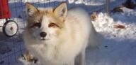 adult black_nose captivity close_up day eyes_open facing_towards image mouth_closed no_muzzle_mark orange_eyes outdoors red_fox red_fur single snow standing still sunny vulpes white_fur white_tail_tip winter_coat // 2016x980 // 114KB