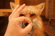 adult bandaid black_nose booping close_up eyes_open facing_towards image indoors mouth_closed orange_eyes partial_body pet portrait red_fox red_fur single sitting vulpes white_fur winter_coat // 3936x2624 // 2.0MB