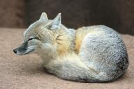 adult black_nose black_tail_tip captivity color curled day eyes_open facing_side full_body gray_fur image mouth_closed orange_eyes photo single summer_coat swift_fox tan_fur vulpes white_fur zoo // 6000x4000 // 8.5MB