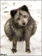 adult arctic_fox captivity day eyes_open fat image photo single vulpes // 504x669 // 227KB