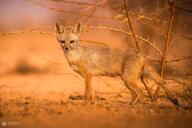 adult bengal_fox black_nose black_tail_tip color day desert eyes_open facing_towards image mouth_closed outdoors photo single standing summer_coat tan_fur vulpes wild // 2048x1366 // 1.5MB