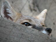 adult black_nose captivity close_up cloudy color day eyes_open facing_side facing_towards gray_fur image mouth_closed orange_eyes partial_body photo portrait single staring summer_coat swift_fox tan_fur vulpes white_fur zoo // 2592x1944 // 2.1MB