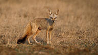 adult bengal_fox black_nose black_tail_tip color day desert eyes_open facing_towards image mouth_closed outdoors photo single standing summer_coat tan_fur vulpes wild // 3593x2021 // 2.8MB