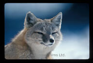 adult black_eyes black_nose black_tail_tip color day eyes_open facing_towards image mouth_closed outdoors partial_body photo portrait single snow still swift_fox tan_fur vulpes white_fur wild winter_coat // 5905x4032 // 1.5MB