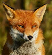 adult black_nose day eyes_open facing_towards image mouth_closed muzzle_mark orange_eyes outdoors partial_body portrait red_fox red_fur single sitting squinting sunny vulpes white_fur white_tail_tip wild winter_coat // 1505x1591 // 1.4MB