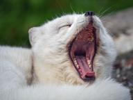 adult arctic_fox day eyes_closed image mouth_open photo single vulpes yawning // 4837x3628 // 8.1MB