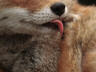 adult black_nose captivity day facing_towards grooming image licking mouth_open on_stomach partial_body pawpads red_fox red_fur single tongue vulpes white_fur zoo // 4000x3000 // 1.5MB