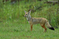 adult bengal_fox black_nose black_tail_tip color day eyes_open facing_side grass image mouth_closed outdoors photo single standing summer_coat tan_fur vulpes wild // 4211x2807 // 7.9MB