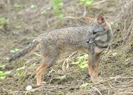 adult black_nose black_tail_tip color day eyes_open facing_side full_body gray_fur image lycalopex mouth_closed orange_eyes outdoors photo sechuran_fox single standing white_fur wild // 3689x2638 // 2.0MB