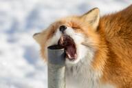 adult black_nose captivity color day eating eyes_closed facing_towards image mouth_open no_muzzle_mark partial_body photo red_fox red_fur single snow standing sunny teeth tongue vulpes white_fur winter_coat zoo // 1280x853 // 98KB