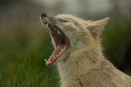 adult black_nose captivity cloudy corsac_fox day eyes_closed facing_side grass gray_fur image mouth_open partial_body portrait single sitting teeth tongue vulpes white_fur yawning zoo // 4592x3056 // 1.9MB