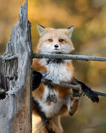 adult black_nose climbing day eyes_open facing_towards forest full_body image male mouth_closed orange_eyes outdoors pawpads red_fox red_fur single sunny vulpes white_fur white_tail_tip wild // 600x750 // 148KB