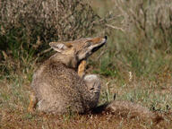 adult black_nose black_tail_tip day eyes_closed facing_side full_body grass gray_fur lycalopex mouth_closed orange_eyes pampas_fox red_fur scratching single sitting summer_coat sunny wild // 1000x750 // 389KB