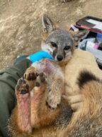 adult black_nose cloudy color day eyes_open facing_towards full_body gray_fur image island_fox mouth_closed on_back orange_eyes outdoors photo red_fur single urocyon wild // 1512x2016 // 469KB