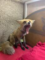 adult black_nose color day eyes_open facing_towards full_body image indoors mouth_open Nixie no_muzzle_mark orange_eyes pet photo red_fox red_fur screaming single sitting summer_coat teeth tongue vulpes white_fur // 960x1280 // 165KB