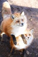 adult black_nose color day eyes_open facing_up full_body image jumping mouth_closed multiple no_muzzle_mark orange_eyes photo red_fox red_fur sitting sunny vulpes white_fur white_tail_tip wild winter_coat zoo // 803x1200 // 139KB