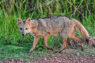 adult black_nose black_tail_tip color day eyes_open facing_towards full_body grass gray_fur image lycalopex mouth_closed orange_eyes pampas_fox photo red_fur running single standing staring summer_coat sunny wild // 6000x4000 // 19MB