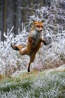 adult black_nose day eyes_open facing_side full_body funny grass image jumping mouth_closed orange_eyes outdoors red_fox red_fur single snow standing_biped vulpes white_fur white_tail_tip wild // 667x1000 // 124KB