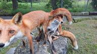 adult black_nose captivity day eyes_open facing_towards full_body image mouth_closed multiple no_muzzle_mark orange_eyes red_fox red_fur scratching standing summer_coat sunny tail_raised vulpes white_fur white_tail_tip zoo // 1200x675 // 268KB