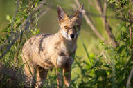 adult black_nose black_tail_tip color day eyes_open facing_towards full_body grass gray_fur image lycalopex mouth_closed orange_eyes pampas_fox photo red_fur single standing staring summer_coat sunny wild // 4956x3304 // 3.5MB