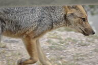 adult black_nose black_tail_tip color day eyes_open facing_side grass gray_fur image lycalopex mouth_closed orange_eyes pampas_fox partial_body pawpads photo red_fur single standing summer_coat sunny walking wild // 2047x1365 // 386KB