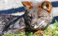 adult black_nose color darwin's_fox day eyes_open grass gray_fur image lycalopex mouth_closed on_side orange_eyes outdoors partial_body photo single wild // 1983x1244 // 2.8MB