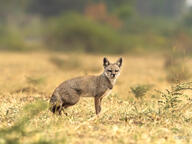 adult bengal_fox black_nose color day eyes_open facing_towards grass image mouth_closed outdoors photo single standing summer_coat tan_fur vulpes wild // 2689x2017 // 3.0MB